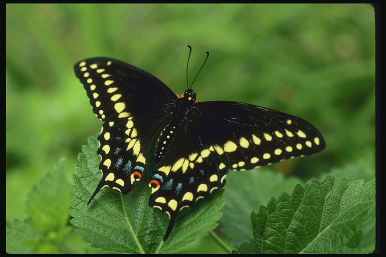  (Lepidoptera) ,  (Lepidoptera