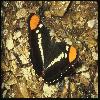 Бабочки (Lepidoptera) 22