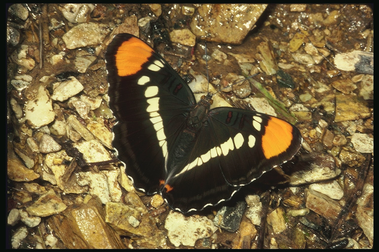  (Lepidoptera) ,  (Lepidoptera