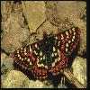 Бабочки (Lepidoptera) 23