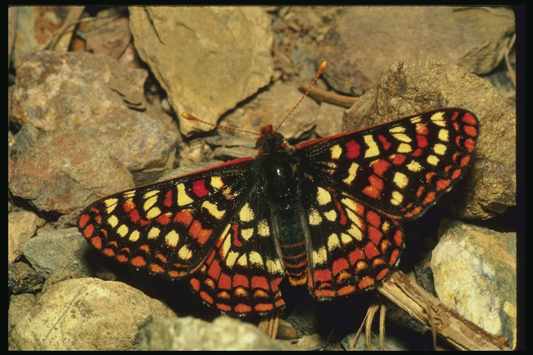  (Lepidoptera) ,  (Lepidoptera