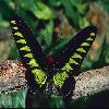 Бабочки (Lepidoptera) 24