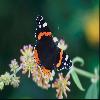 Бабочки (Lepidoptera) 26
