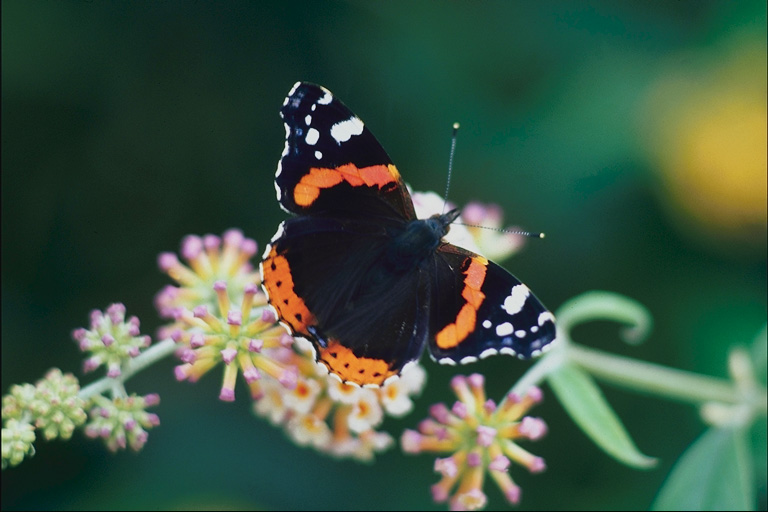  (Lepidoptera) ,  (Lepidoptera