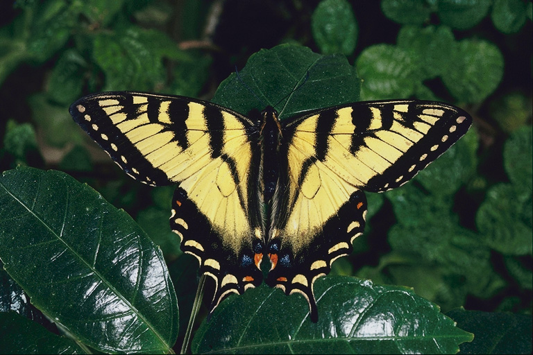  (Lepidoptera) ,  (Lepidoptera