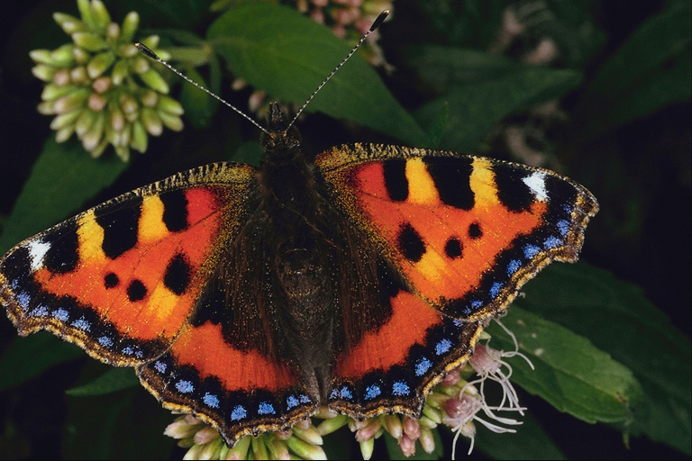 (Lepidoptera) ,  (Lepidoptera