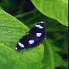 Бабочки (Lepidoptera) 29