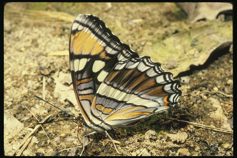  (Lepidoptera) ,  (Lepidoptera