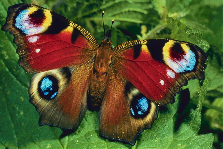  (Lepidoptera) ,  (Lepidoptera