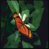 Бабочки (Lepidoptera) 32