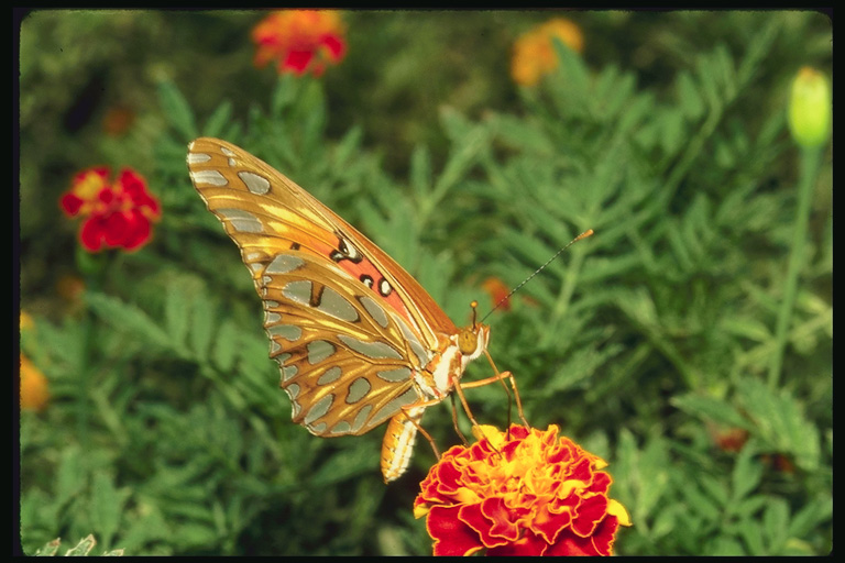  (Lepidoptera) ,  (Lepidoptera