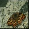 Бабочки (Lepidoptera) 35