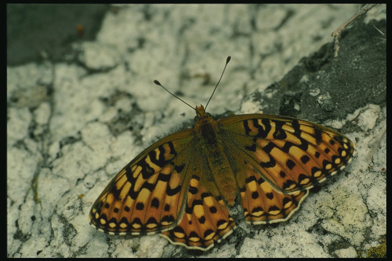  (Lepidoptera) ,  (Lepidoptera