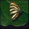 Бабочки (Lepidoptera) 36