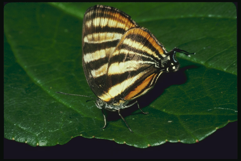  (Lepidoptera) ,  (Lepidoptera