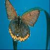 Бабочки (Lepidoptera) 37