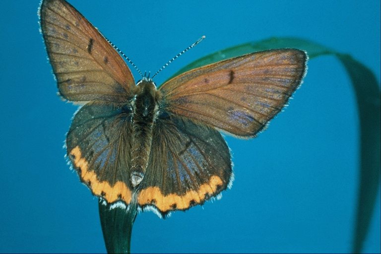  (Lepidoptera) ,  (Lepidoptera