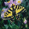 Бабочки (Lepidoptera) 38