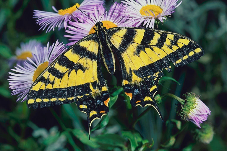  (Lepidoptera) ,  (Lepidoptera