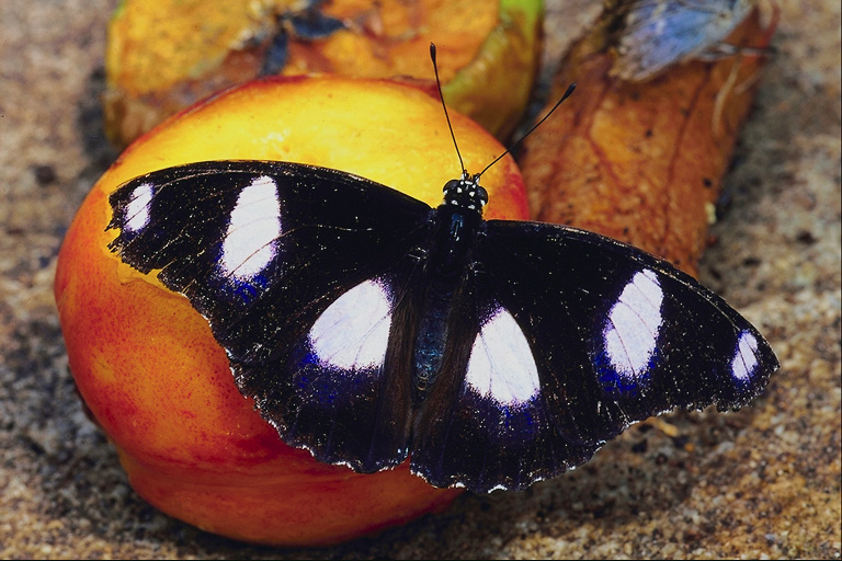  (Lepidoptera) ,  (Lepidoptera