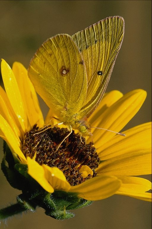  (Lepidoptera) ,  (Lepidoptera