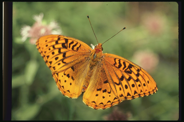  (Lepidoptera) ,  (Lepidoptera