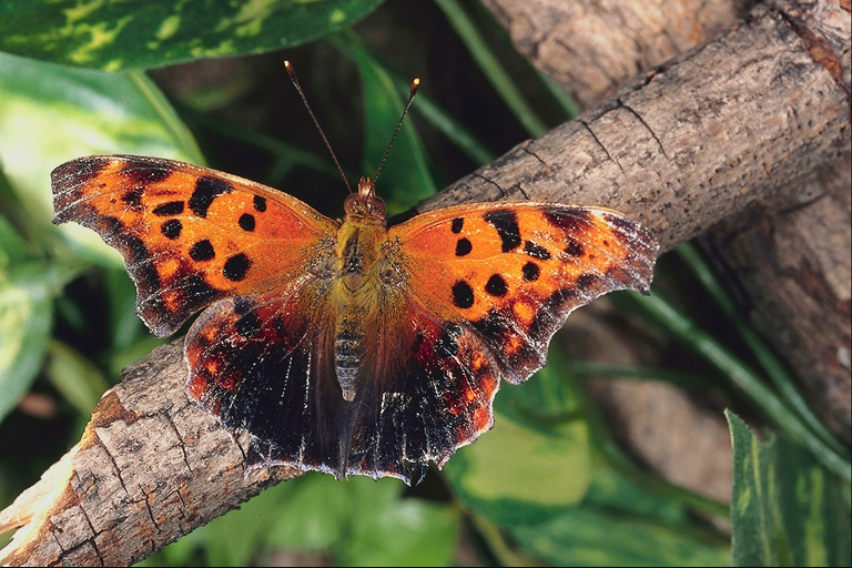  (Lepidoptera) ,  (Lepidoptera