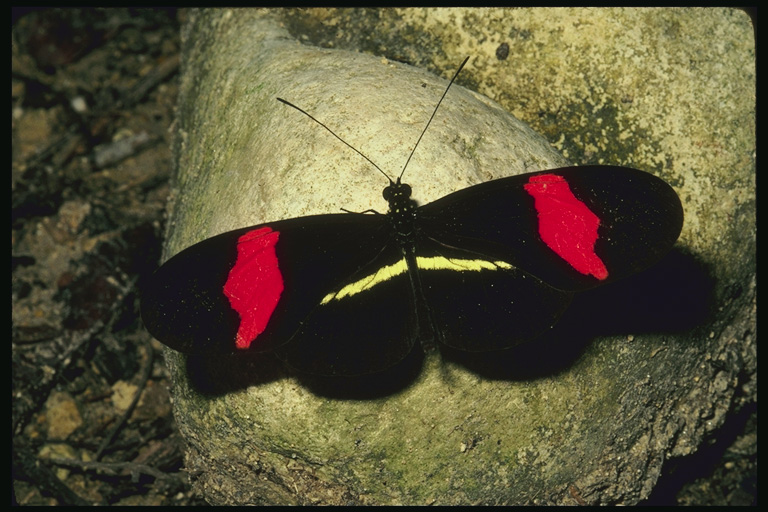  (Lepidoptera) ,  (Lepidoptera