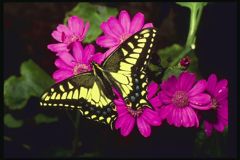  (Lepidoptera) ,  (Lepidoptera
