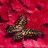  (Lepidoptera) 48