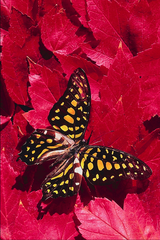  (Lepidoptera) ,  (Lepidoptera