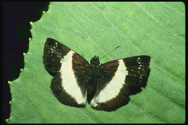  (Lepidoptera) ,  (Lepidoptera