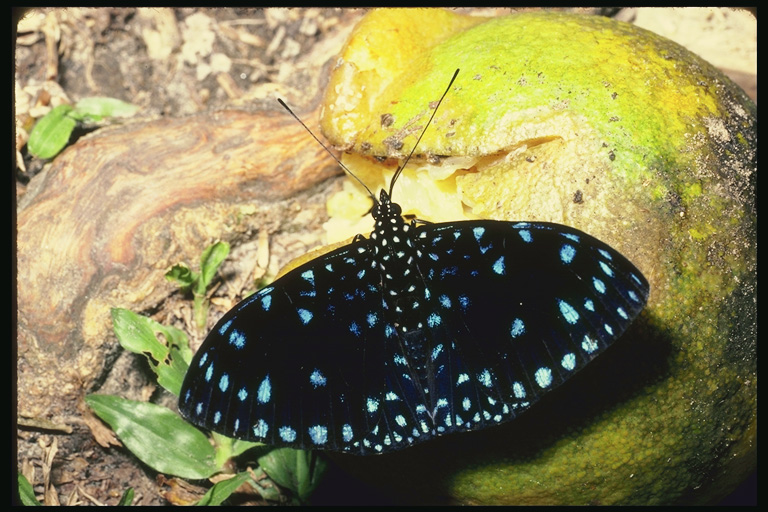  (Lepidoptera) ,  (Lepidoptera