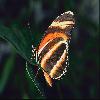  (Lepidoptera) 51