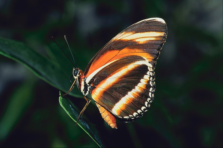  (Lepidoptera) ,  (Lepidoptera