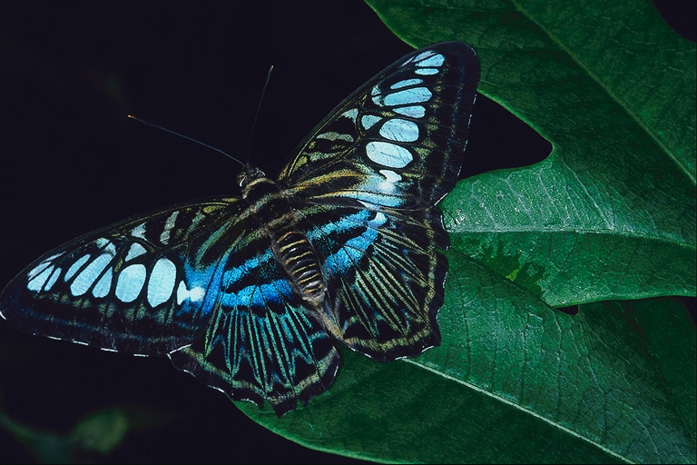  (Lepidoptera) ,  (Lepidoptera