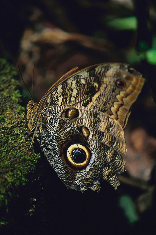  (Lepidoptera) ,  (Lepidoptera