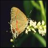  (Lepidoptera) 55