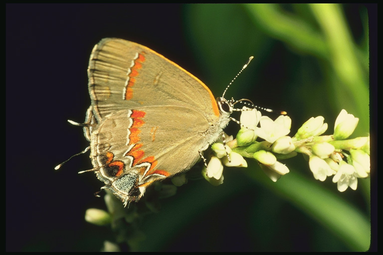 (Lepidoptera) ,  (Lepidoptera