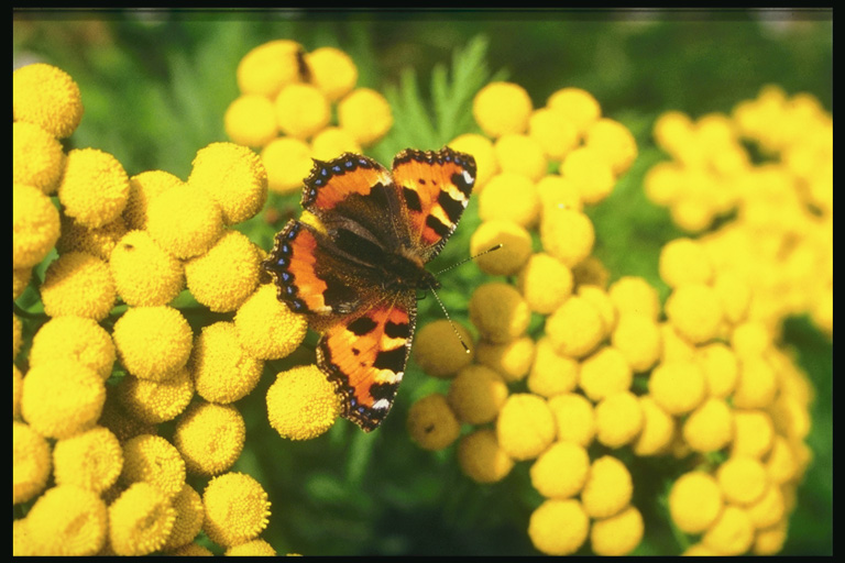  (Lepidoptera) ,  (Lepidoptera
