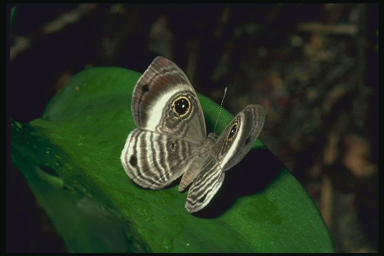  (Lepidoptera) ,  (Lepidoptera