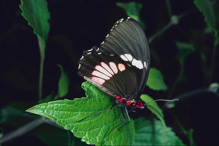  (Lepidoptera) ,  (Lepidoptera