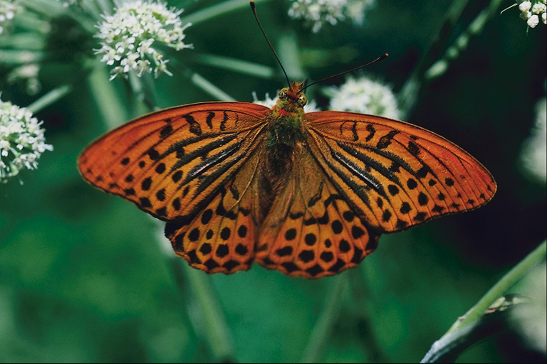  (Lepidoptera) ,  (Lepidoptera