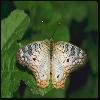  (Lepidoptera) 61