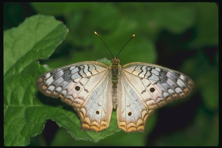  (Lepidoptera) ,  (Lepidoptera