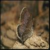  (Lepidoptera) 62
