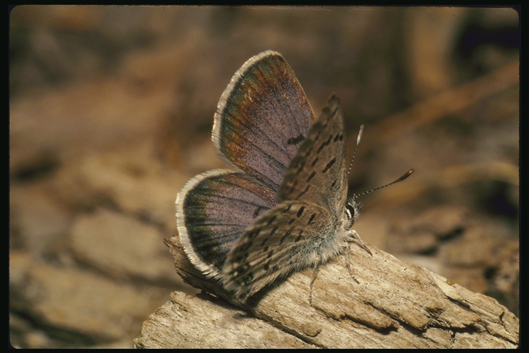  (Lepidoptera) ,  (Lepidoptera