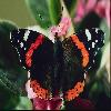  (Lepidoptera) 63