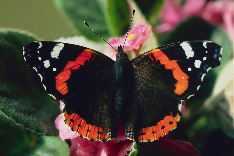  (Lepidoptera) ,  (Lepidoptera