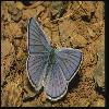  (Lepidoptera) 64